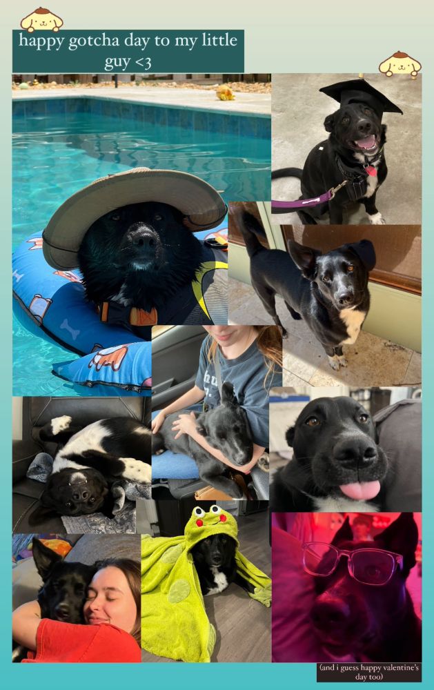 A collage of pictures of a dog named Sirius to celebrate his “gotcha day”