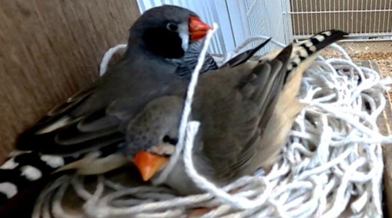 A pair of zebra finches sitting in a nestbox. The male is holding a cotton string in its bill.