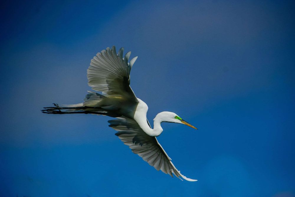 Discover how the National Audubon Society, founded in 1905 to protect birds, has evolved into a conservation leader tackling climate change, habitat loss, and biodiversity decline.