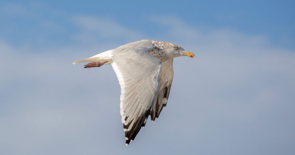 Audubon field editor Kenn Kaufman breaks down this year’s checklist changes from the American Ornithological Society.