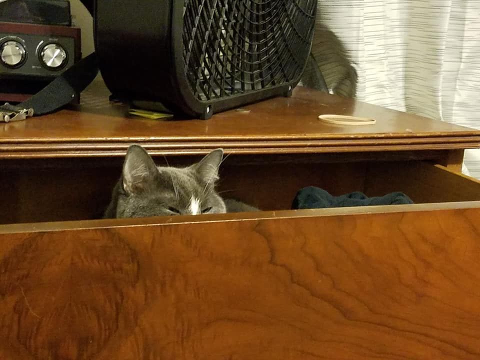 A grey and white cat hiding, barely, in a dresser drawer, her eyes narrowed and her ears alert 