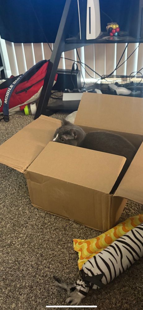 A grey and white cat hiding in a cardboard box