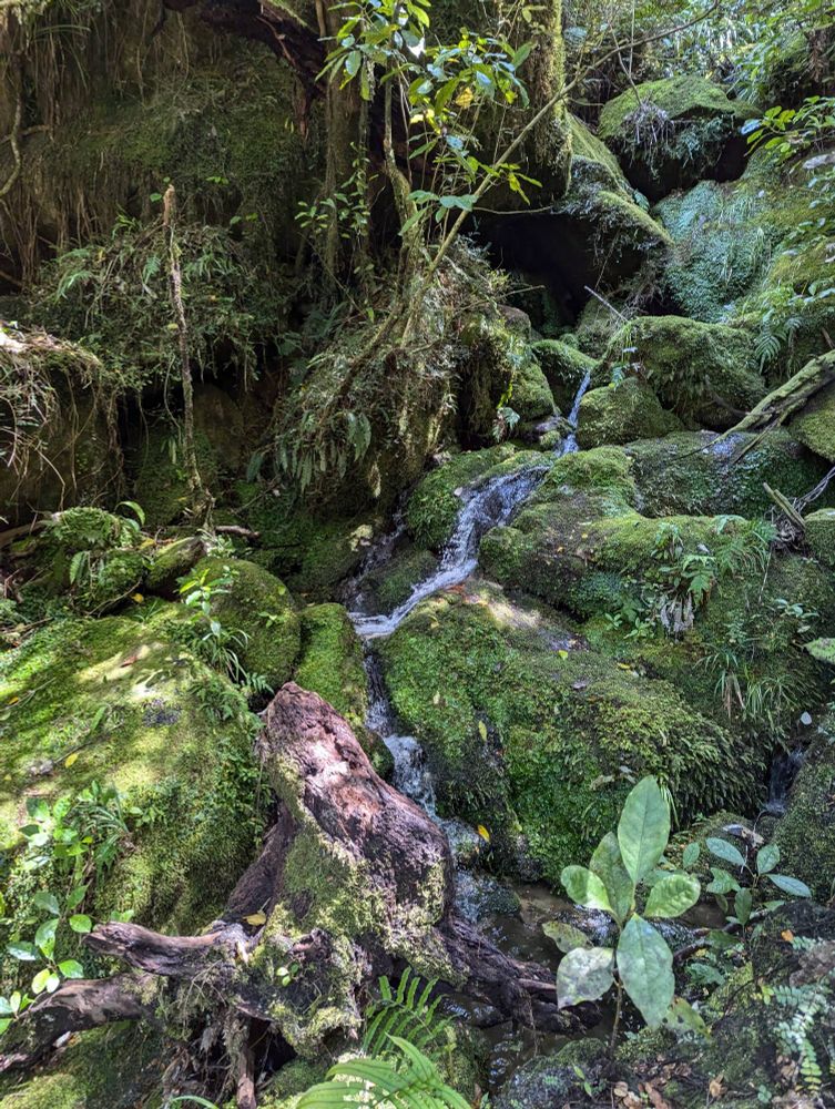 A mountain stream running over moss covered rocks
