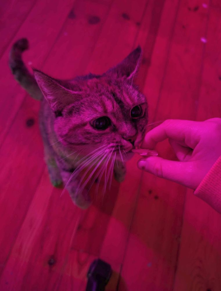my cat jemima on her hind legs eating a piece of salmon out of my hand. her eyes are huge with delight