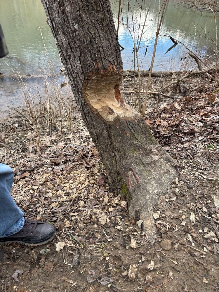 Tree that has been chewed by a beaver