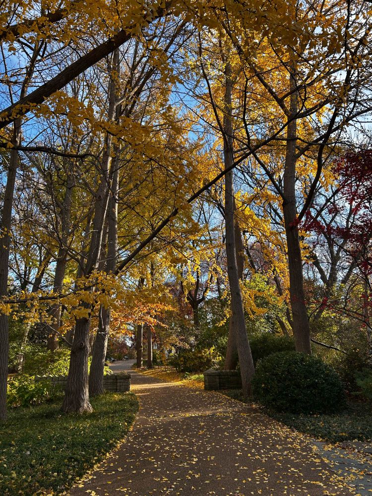 Ginkgo trees with falling golden leaves line a path at Missouri Botanical Garden in November 2024.