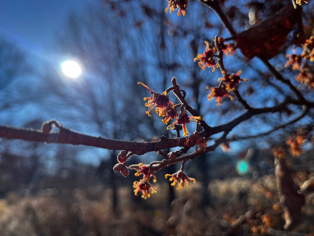 A witch hazel branch with yellow-orange flowers lit by a low winter sun shining through them grows in Tower Grove Park, Saint Louis; picture taken late December 2023.