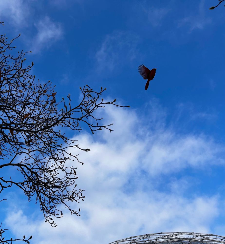 A cardinal in silhouette flying on a winter day outside the Missouri Botanical Garden Climatron, a large hemispherical greenhouse.