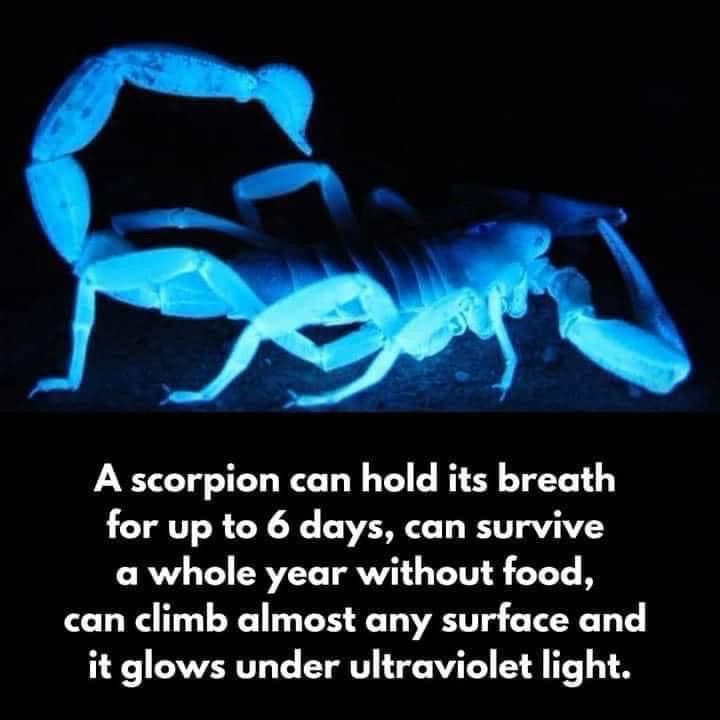 A scorpion can hold its breath for up to 6 days, can survive a whole year without food, can climb almost any surface and it glows under ultraviolet light.