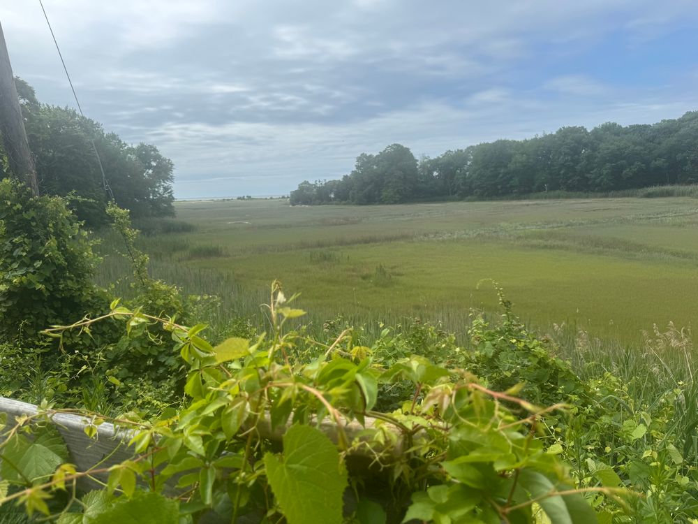 lovely view of salt marsh in new england 