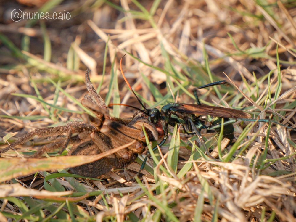 Imagem de uma vespa Pepsini levando uma aranha (provavelmente aranha-armadeira) capturada para o ninho, onde será alimento para as larvas que eclodirão