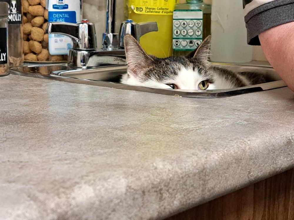 Tabby and white cat peering cautiously out while hiding in a sink at the vet's office.