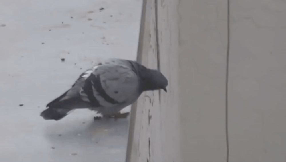 a pigeon perched on a ledge of a building