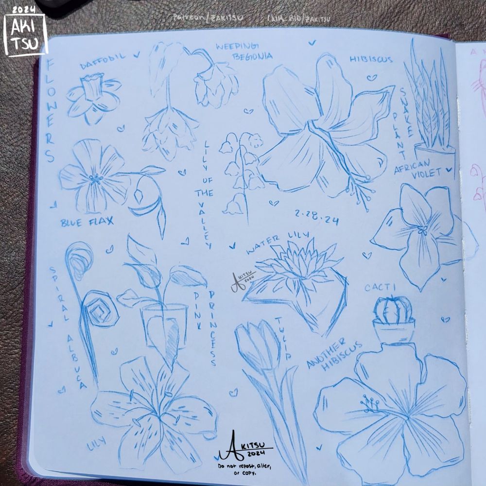 Sketches of various flowers in blue pencil
