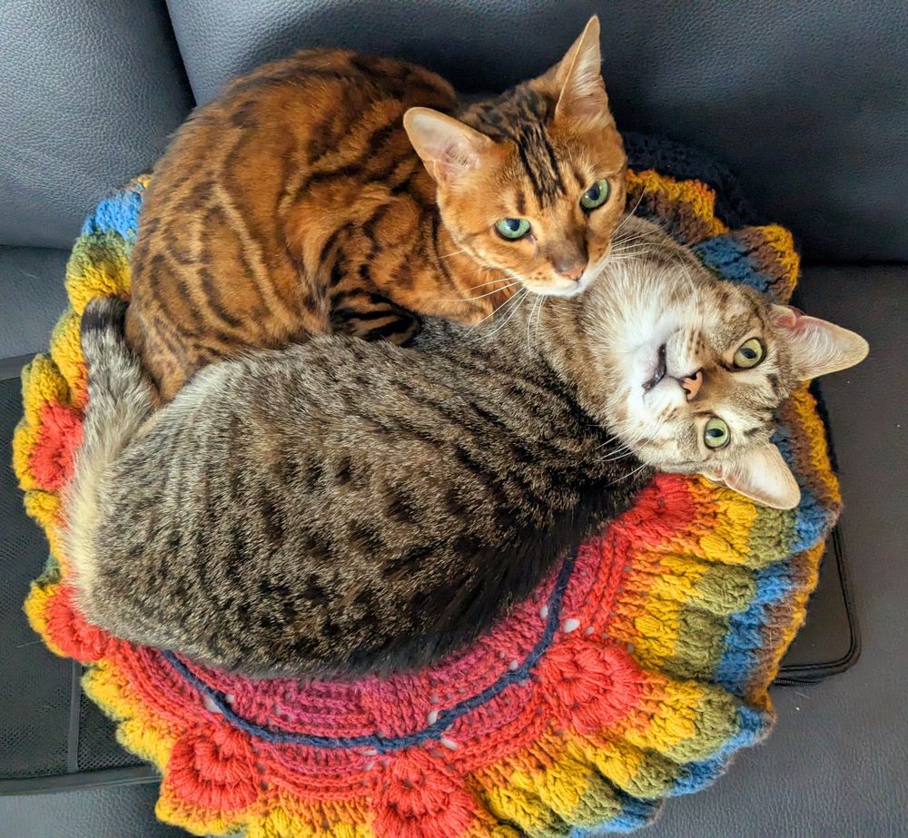 Picture of Simon and Watson. Like all cats they must test my new pillow.