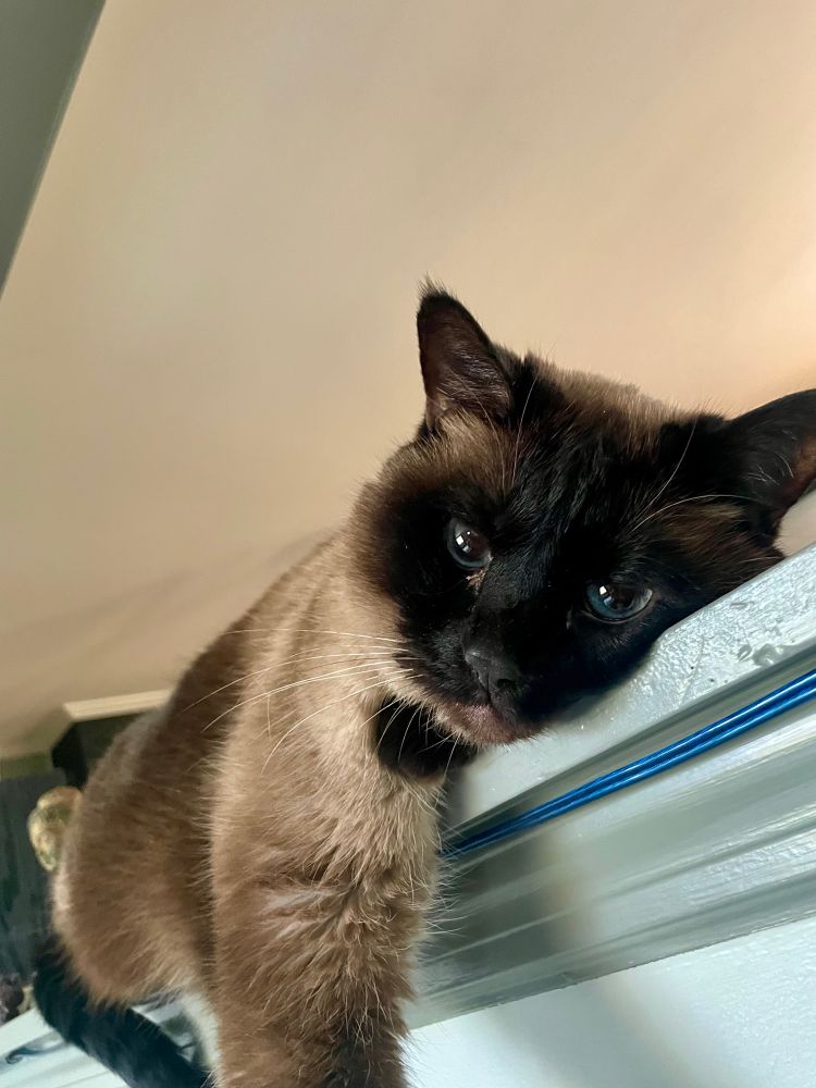 Stuart the Siamese cat laying on top of a wall