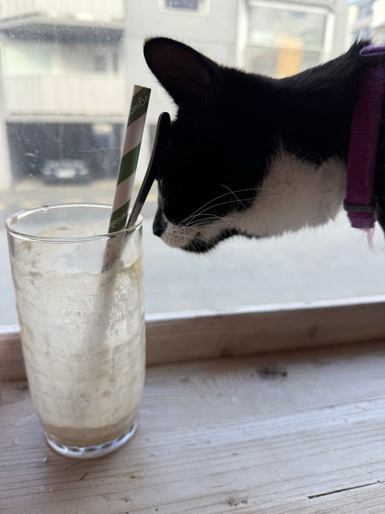 Sallý, a shorthaired tuxedo cat, sniffing an iced latte.