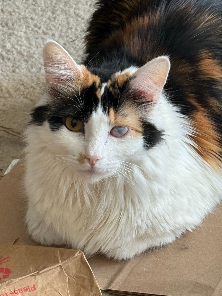 A fluffy calico cat looking directly toward the camera. Her paws are almost completely engulfed by her chest floof.