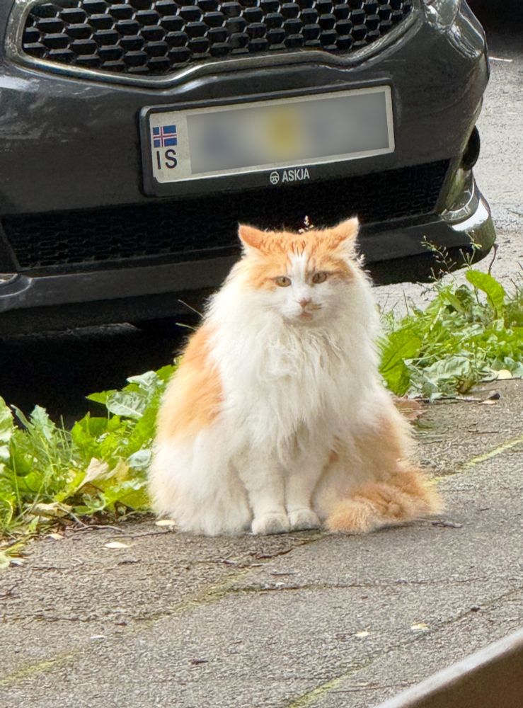 A very fluffy orange and white cat sitting on a gray sidewalk in front of a car. The cat is doing airplane ears (in response to a dog barking nearby). Its overall shape is of a triangle with rounded corners. Flawless.