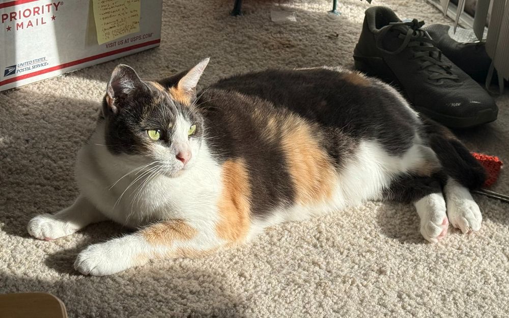 A shorthaired dilute calico cat laying comfortably in a sunbeam.