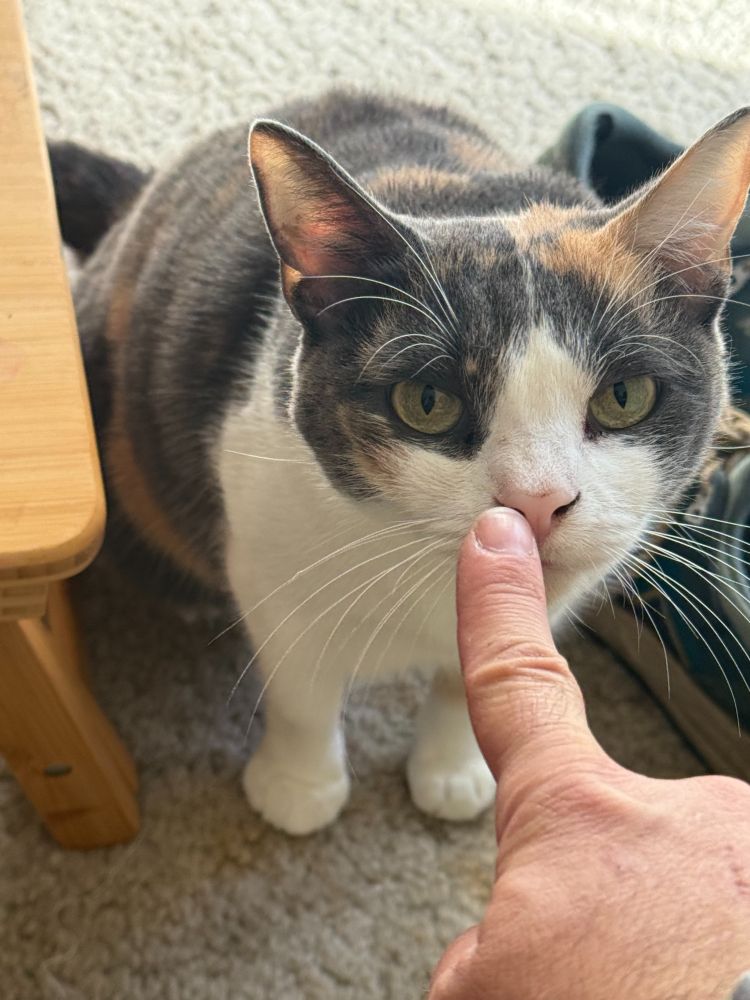 A shorthaired dilute calico cat booping her little pink nose on an outstretched finger.