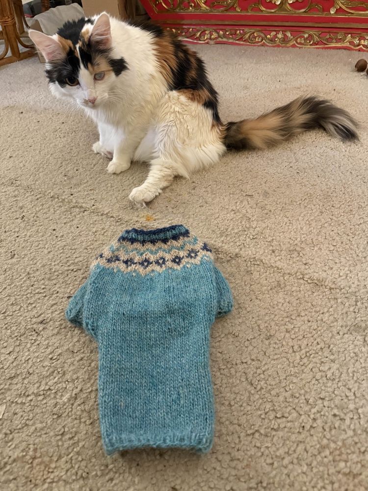 A fluffy calico cat sitting on a beige carpet, looking at a cat-sized Icelandic-style sweater (in light blue, dark blue, and white) laying on the floor in front of her.
I still need to block it before she gets to wear it. I also want to finish Askja's lopapeysa first.
