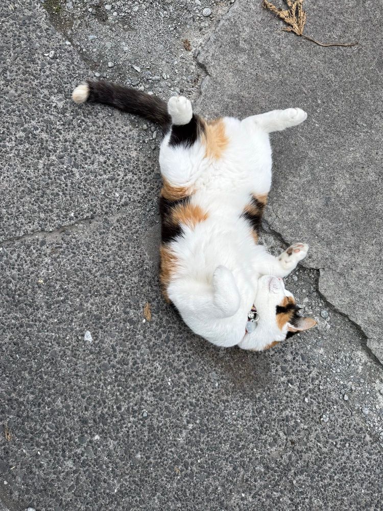 A calico cat flopped over, belly up, on a gray sidewalk. Her belly is white, her tail is mostly black with a white tip, and her toebeans are multicolored.