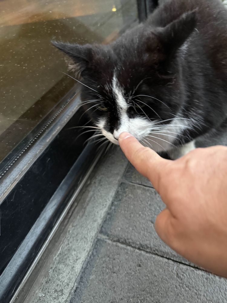 A finger booping the nose of a big shorthaired tuxedo cat. I got some big purrs out of him, too.