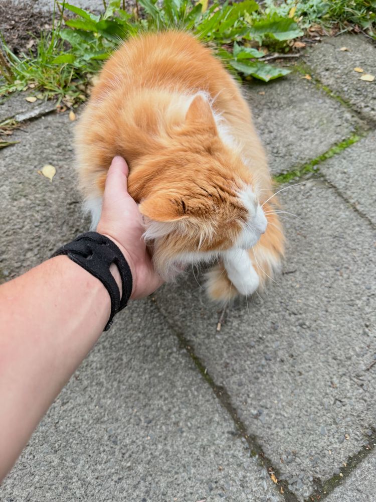 A hand scritching the same fluffy orange and white cat under its chin. It is leaning into the scratch, whiskers forward.