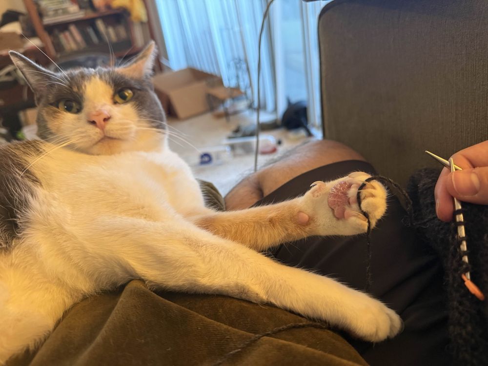 A shorthaired dilute calico cat laying in a person's lap with her ears slightly back. To the right side of the frame, a person's hand holds some knitting needles, and the black yarn crosses the cat's paw.