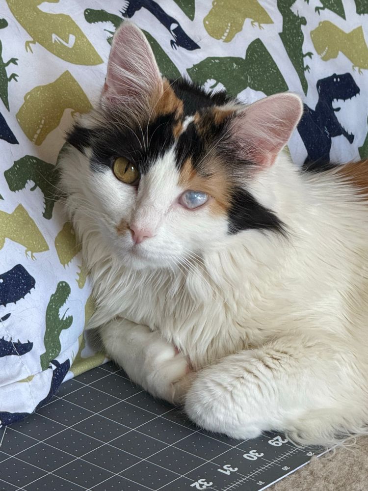 A fluffy calico cat lying on the ground with her front paws curled in. Her eyes are open; the right eye is almost the same color as the orange in her fur, and the left is whited out with scar tissue. She is leaning on a pillow that has green and blue t-rexes on it.