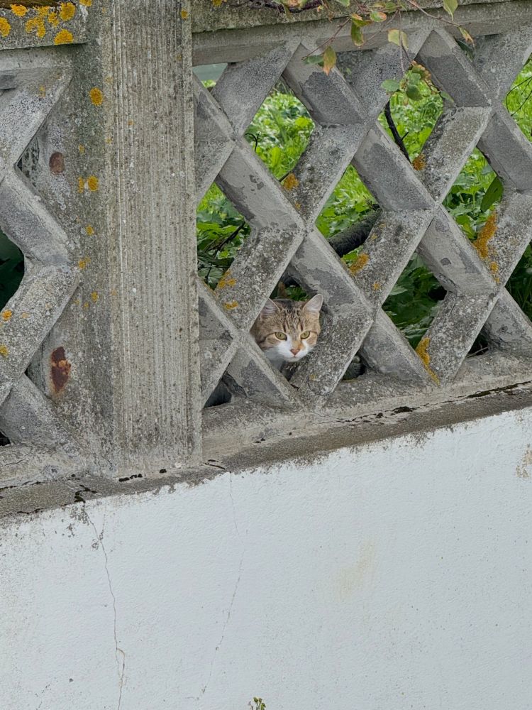 A gray lattice fence atop a white wall. A little brown tabby cat with a white muzzle and chest sticks its face out of one of the gaps in the fence.