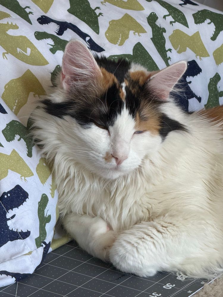 The same cat in the same position as before, but now her eyes are closed. She is so comfy.