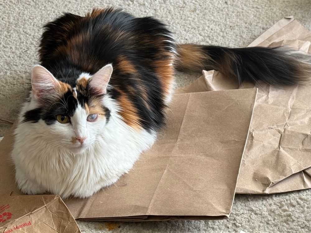 A fluffy calico cat in a loaf pose on top of some folded paper bags. Her long floofy tail sticks out at a right angle from the rest of her.