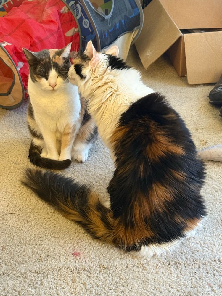 Tvær þrílitaður kettir