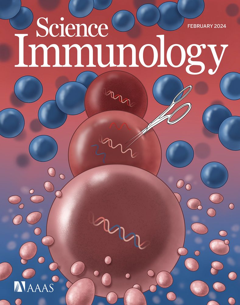 The February 2024 cover of Science Immunology depicts CRISPR–Cas9–mediated repair of a dysfunctional cytotoxic T cell (red) from an individual with familial hemophagocytic lymphohistiocytosis (FHL), which allows it to secrete normal cytotoxic granules (pink) and effectively kill virally infected B cells (blue). (Credit: A. Fisher/Science Immunology)