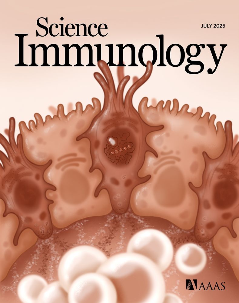 Checkpoint on Type 2 Immunity. Tuft cells play key roles in the initiation and propagation of type 2 immune responses in the gut, but whether they have regulatory machinery for constraining these responses is not known. Wang et al. found that the transcription factor Spi-B prevents excessive type 2 immune responses against helminth infection and food allergens by limiting tuft cell activation and proliferation in the small intestine. Spi-B represses c-Kit signaling in tuft cells, which limits their production of the cytokine TSLP and the subsequent activation of T helper 2 (TH2) cells. This month’s cover image features a tuft cell (dark red) within the epithelial lining of the small intestine in which Spi-B has been inactivated, leading to increased production of TSLP by tuft cells and the cytokine interleukin-13 (IL-13) by TH2 cells (white).

Credit: A. Fisher/Science Immunology