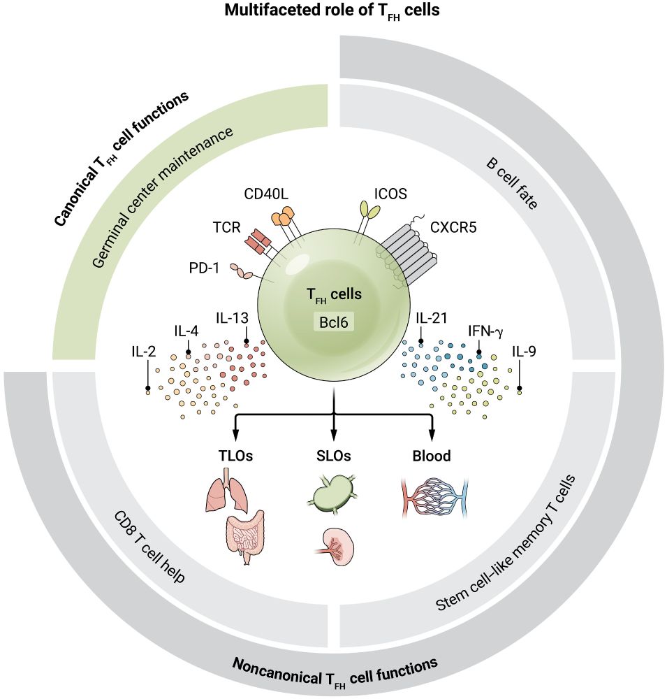 Conventional and nonconventional functions of TFH cells: In addition to their conventional role as GC facilitators—providing survival and proliferation signals to GC B cells—TFH cells also perform noncanonical functions. They can support CD8+ T cell responses, produce effector-like cytokines that critically influence B cell fate decisions beyond GC maintenance, and exhibit TSCM properties that allow them to serve as reservoirs for pathogenic Teff cell subsets across various anatomical niches