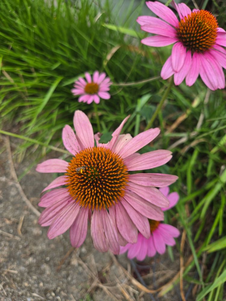 A baby Bee, the smallest I've ever seen out on its own!