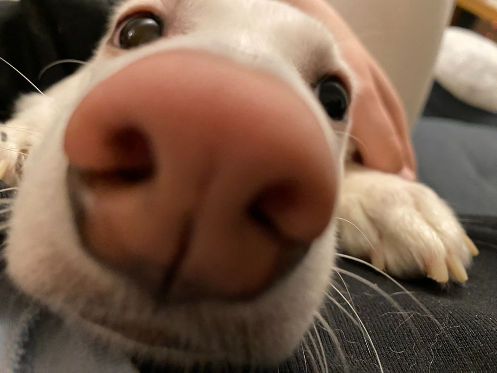 very curious close up pink snoot. boopable