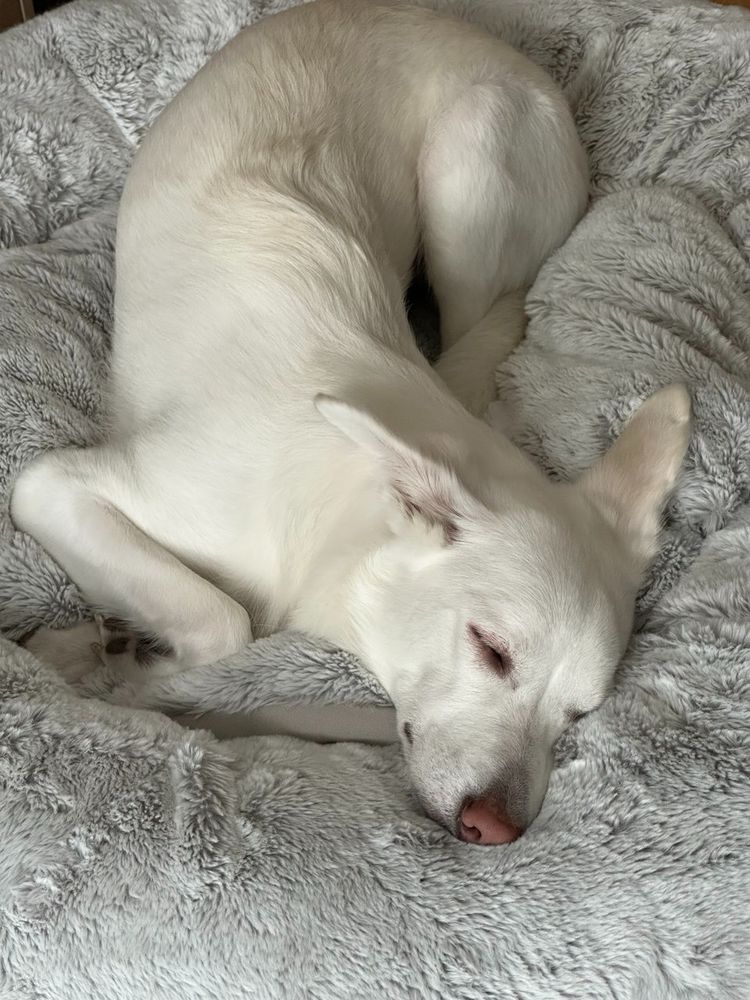 white dog sleeping peacefully on a very comfy white bed