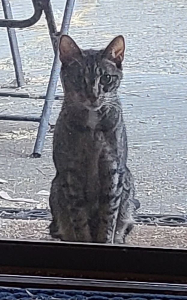A gray cat outside looks through a screen into Ariel's home.