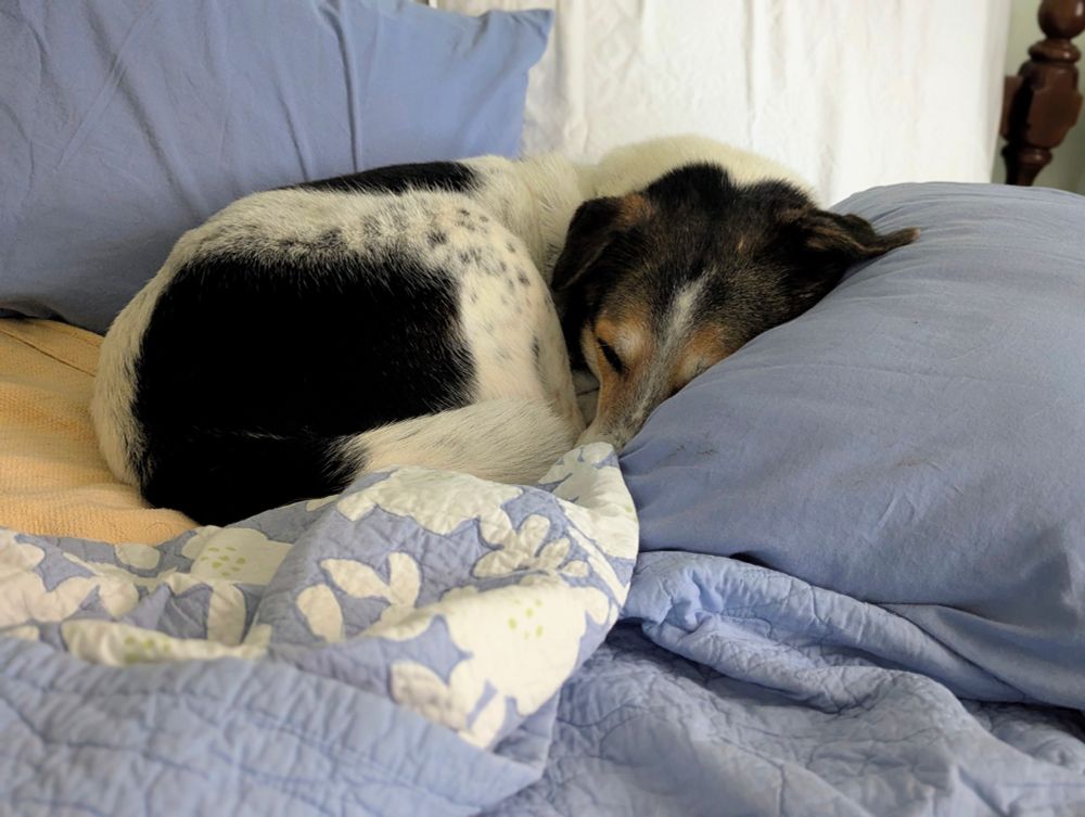 Rescue hound Jimmy curled up in his own bespoke hound nest on the guest bed. He is floofy, mainly white with black patches and spots like freckles dappled through his fur. His head (ears, top of head) is black brown fading into brown around his eyes. He has a white streak running from the top of his head to his nose. He's laying among light blue and tan bedclothes and specifically moved a pillow to rest his head on. I'm not even kidding, that bed was made yesterday. 