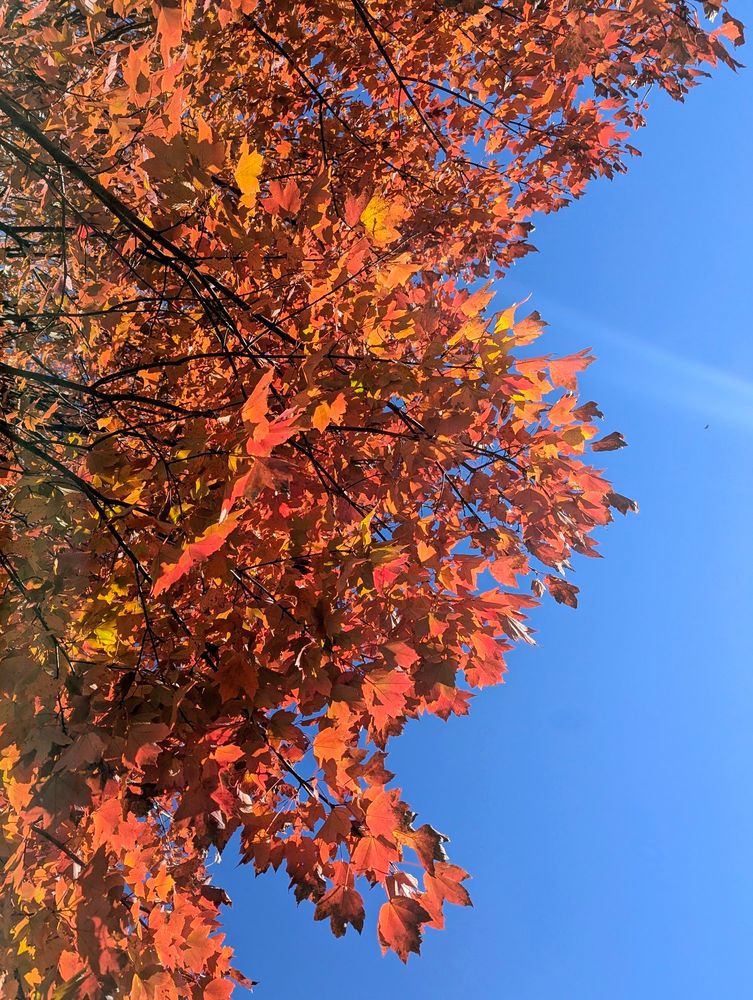Red and orange leaves against a bright blue sky.