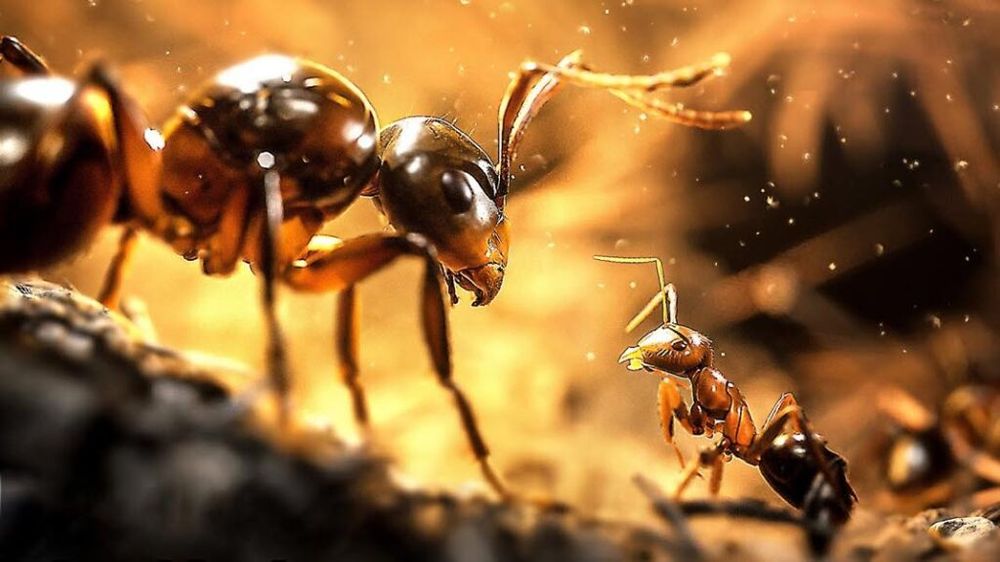 Les Fourmis : 8 minutes de gameplay… pour un jeu Microids enfin réussi ?