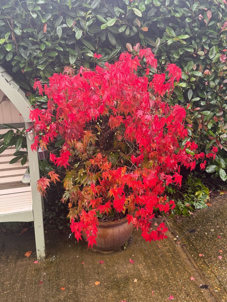 A fire red acer tree in a pot in the garden 