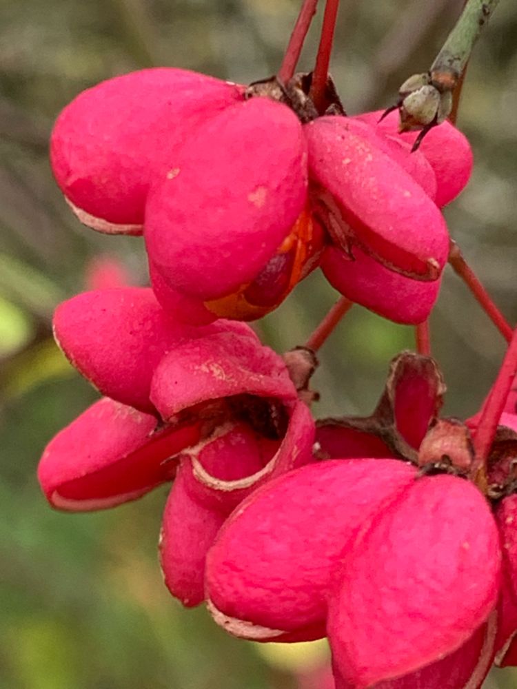 Close up of spindle berries. 