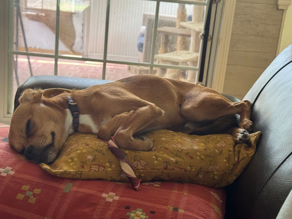 Brown dog sleeping atop two pillows.