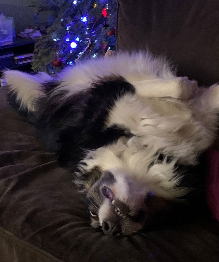 An Australian shepherd on her back on a couch with a goofy upside down grin.