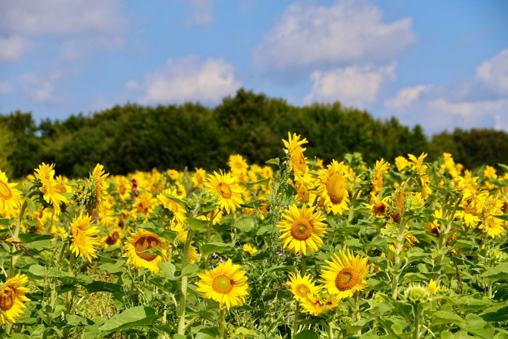 large field of sunflowers on the sun, in the background some trees, the sky is blue with some fluffy clouds
